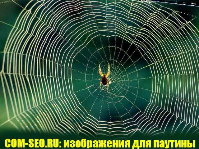 Древовидное меню сайта с точки зрения паука: раскрутка во всемирной паутине